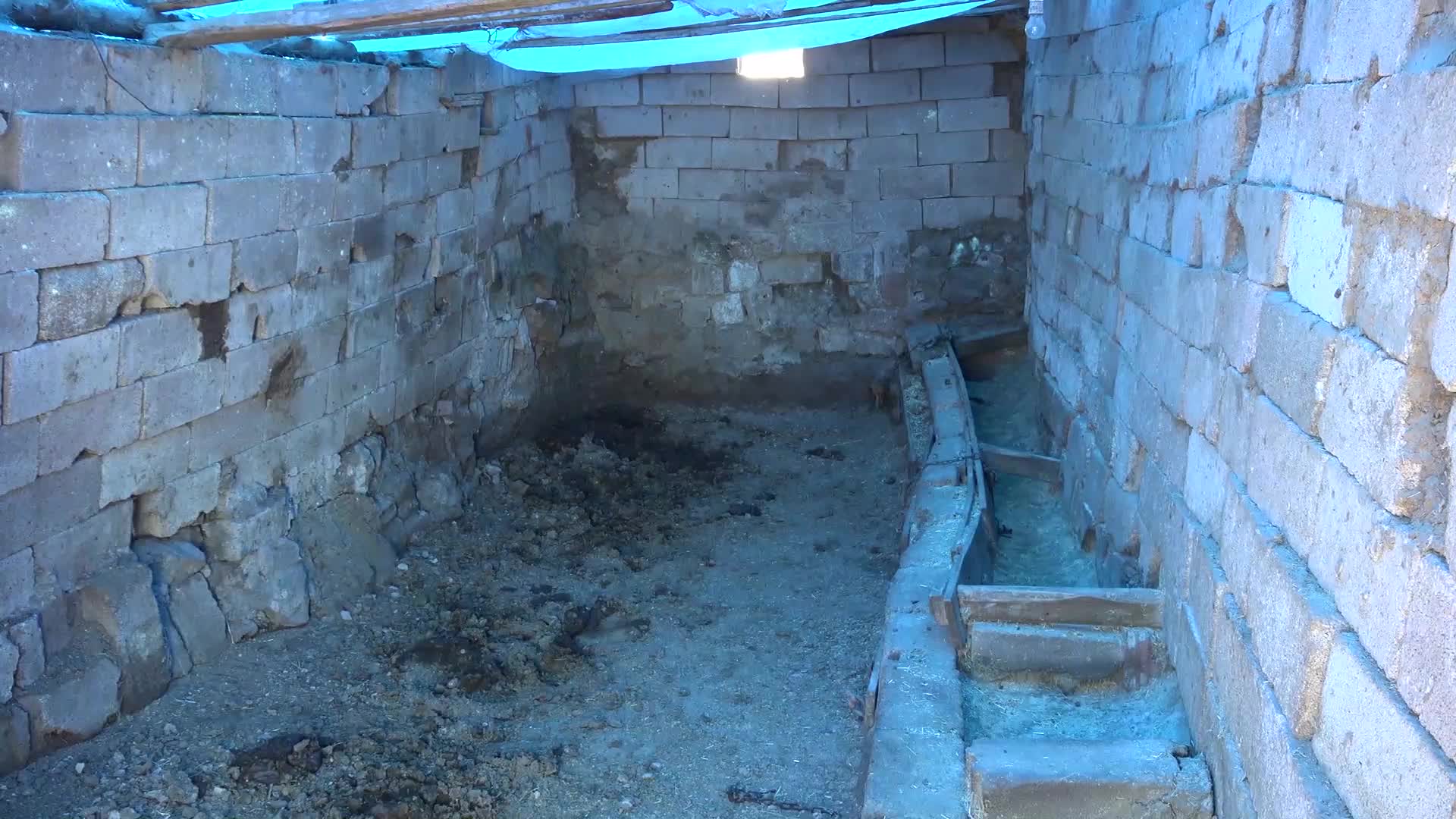 AKSARAY'DA YAŞLI ÇİFTİN 280 BİN LİRA DEĞERİNDEKİ 4 BÜYÜKBAŞ HAYVANI ÇALINDI