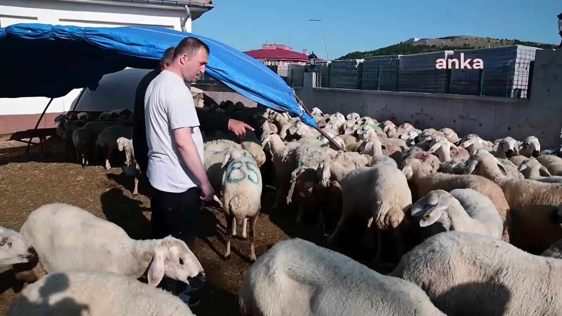 YOZGAT’TA KURBANLIKLAR KESİLDİ, KENDİLERİNİ YARALAYAN ACEMİ KASAPLAR HASTANEYE KOŞTU