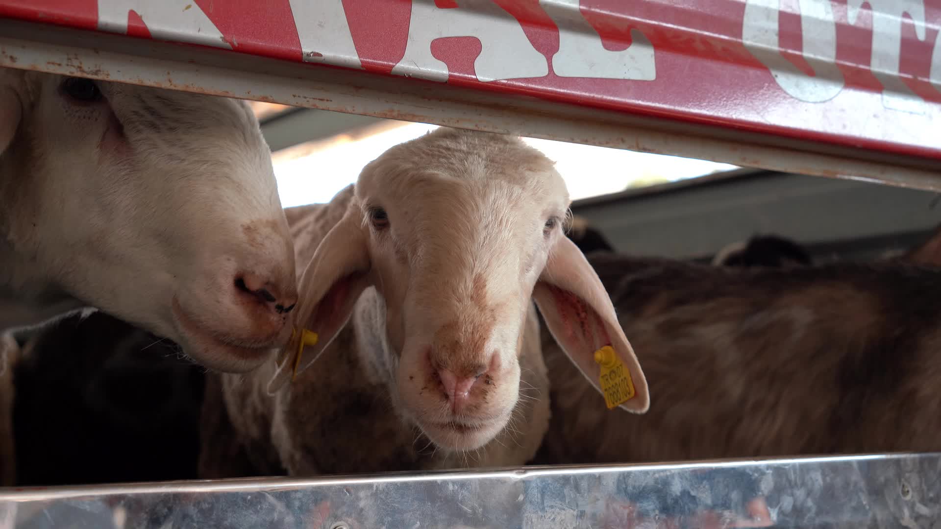 Konyaaltı Belediyesi'nden ücretsiz kurban kesim hizmeti