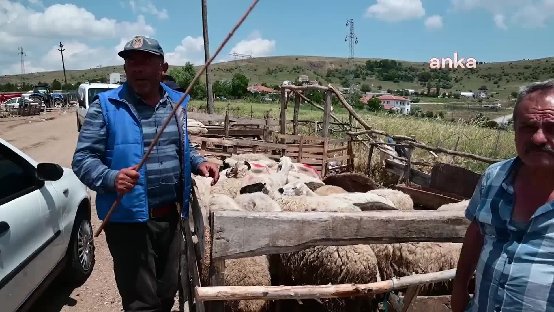 YOZGAT’TA BAYRAMIN İKİNCİ GÜNÜ KURBAN FİYATLARI DÜŞTÜ, VATANDAŞLAR PİKNİK İÇİN ÇAMLIK PARKI'NA AKIN ETTİ