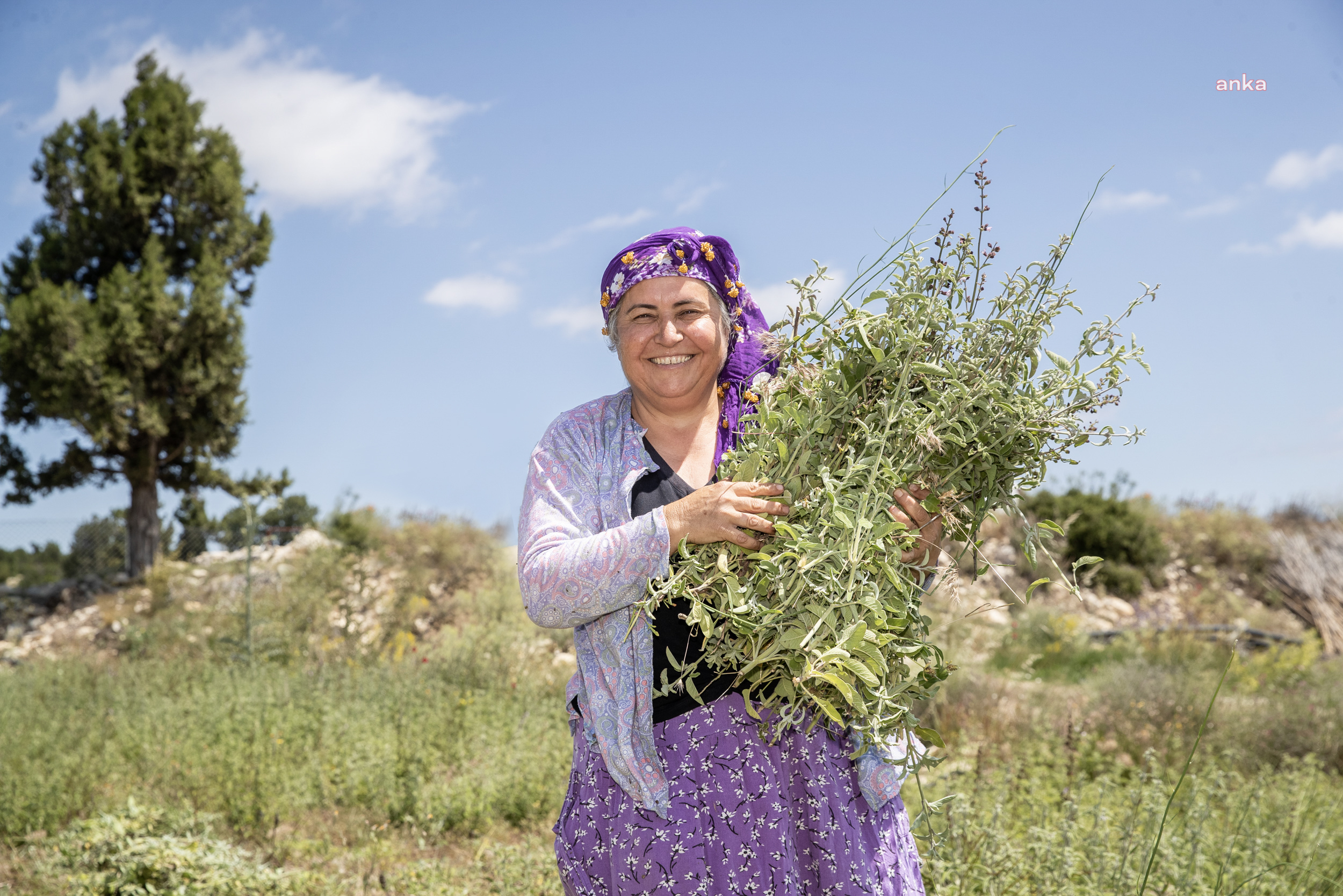 SİLİFKELİ ÜRETİCİLER, MERSİN BÜYÜKŞEHİR’LE HASAT SEVİNCİ YAŞADI