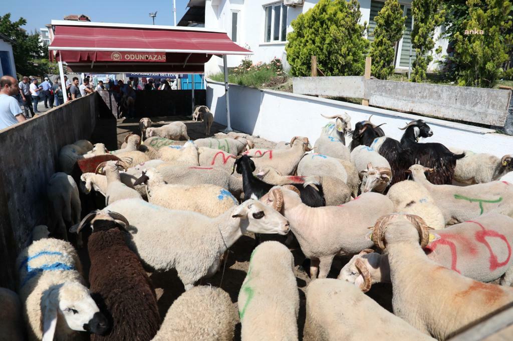 ODUNPAZARI BELEDİYESİ'NİN ÜCRETSİZ KESİM YERİNE YOĞUN İLGİ