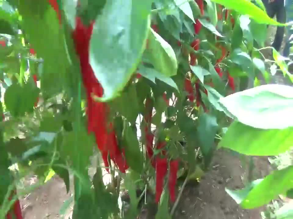 KIRMIZI BİBER ÇİFTÇİNİN AĞZINI YAKIYOR