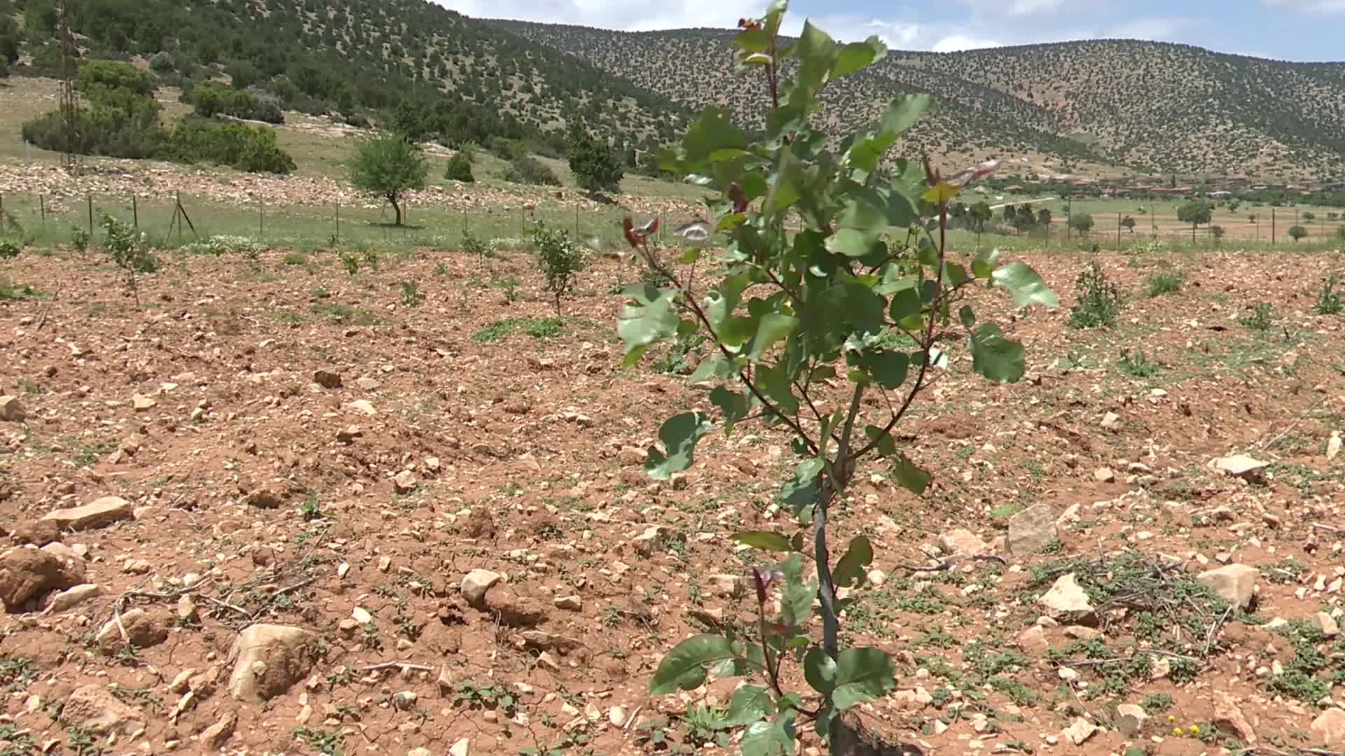 ANTALYA BÜYÜKŞEHİR’İN ANTEP FISTIĞI FİDANLARI YÜZLERİ GÜLDÜRDÜ