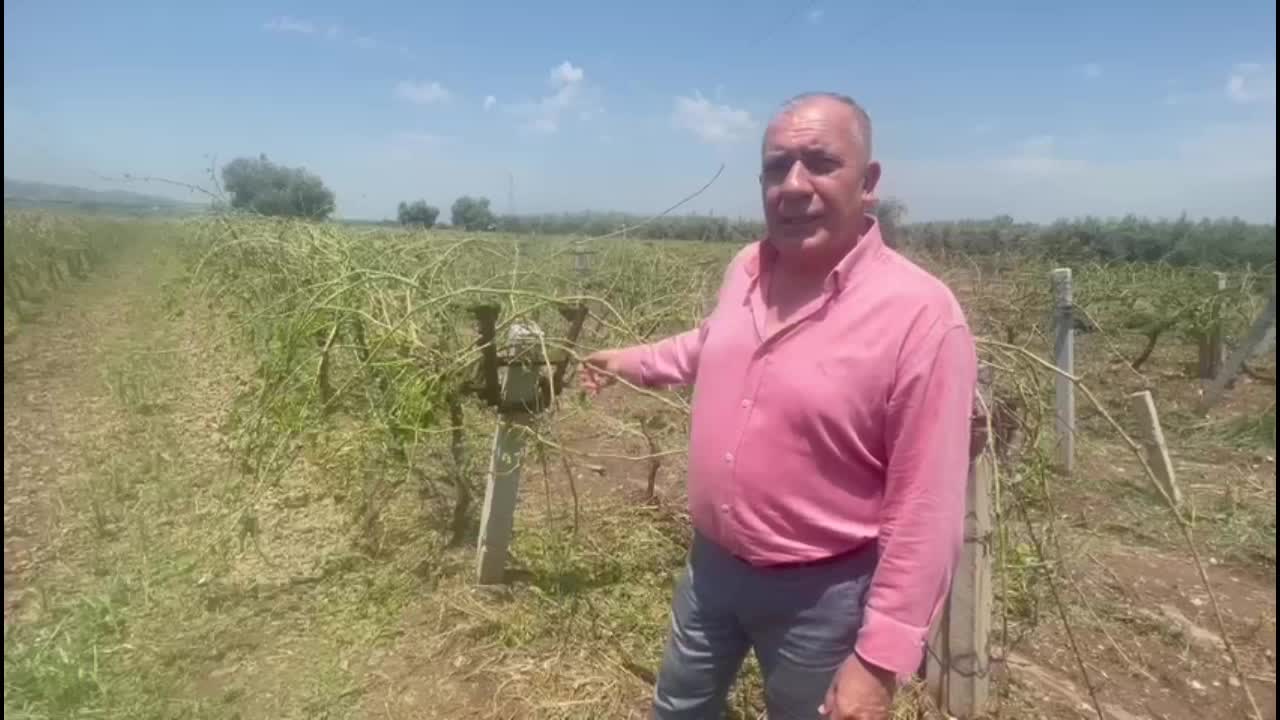 MANİSA SALİHLİ'DE ETKİLİ OLAN DOLU YAĞIŞI TARIM ARAZİLERİNDE ZARARA YOL AÇTI