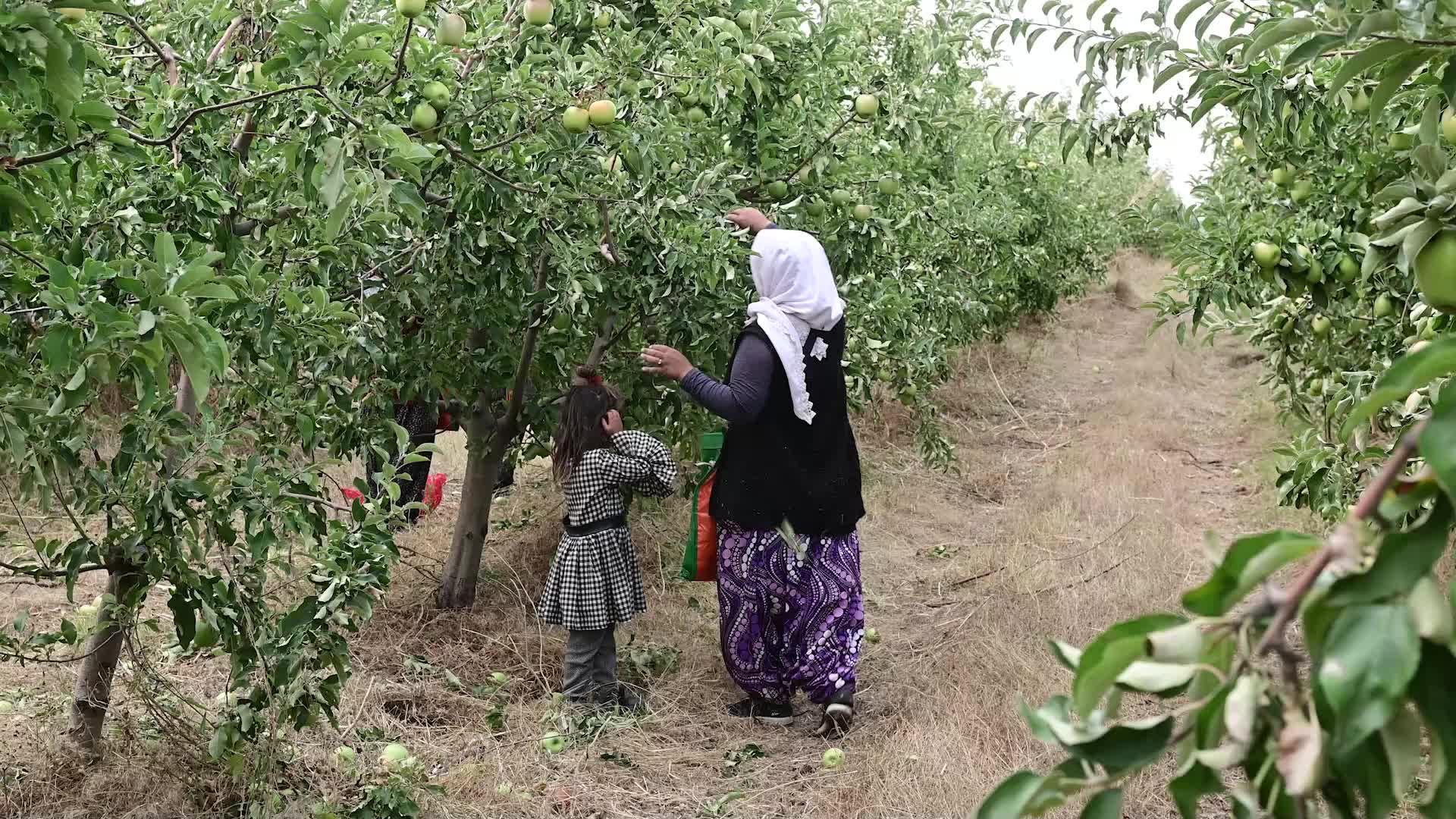 YOZGAT’IN KADIŞEHRİ İLÇESİNDEKİ MEYVE BAHÇESİNDE HASAT BAŞLADI