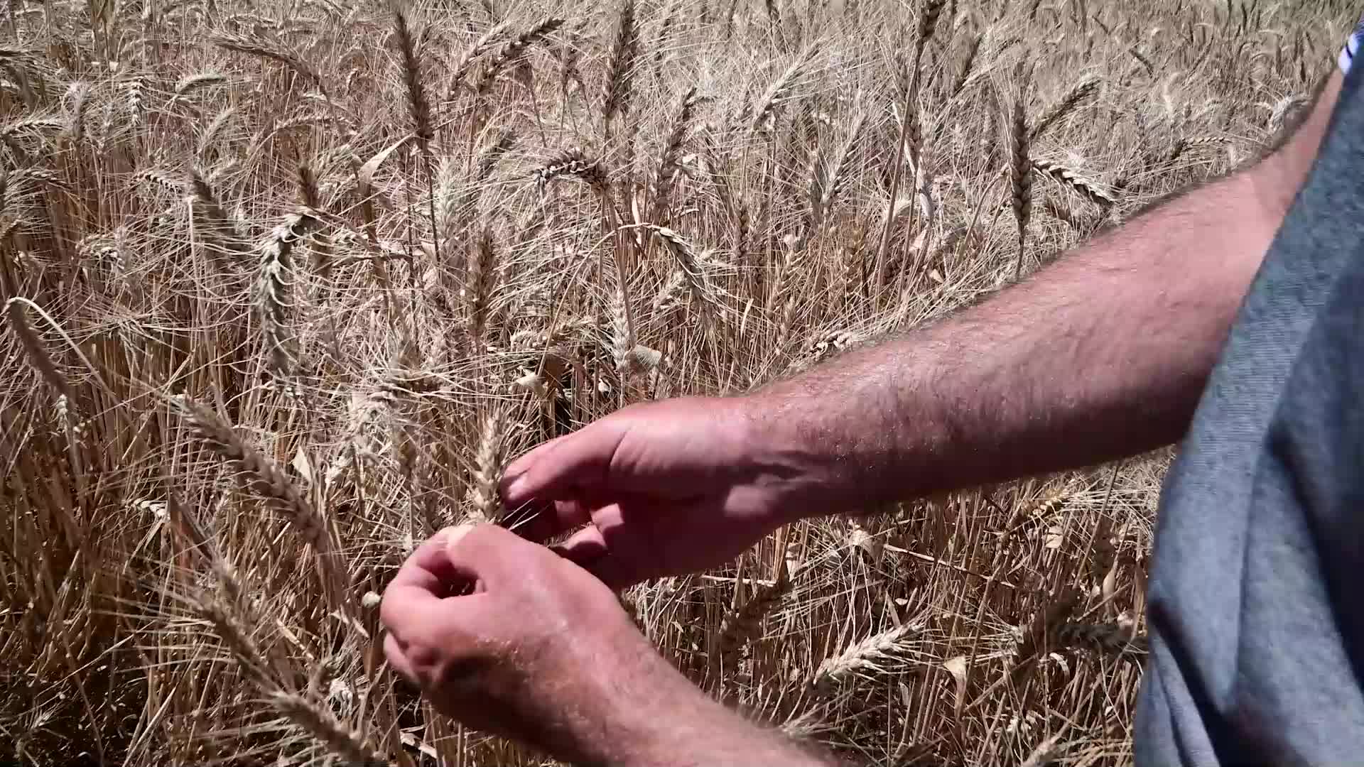 YOZGAT’TA 285 ADET EKMEKLİK BUĞDAYDA BÖLGE KOŞULLARINA DAYANIKLI ÇEŞİT ELDE ETMEYE YÖNELİK ISLAH ÇALIŞMASI DEVAM EDİYOR