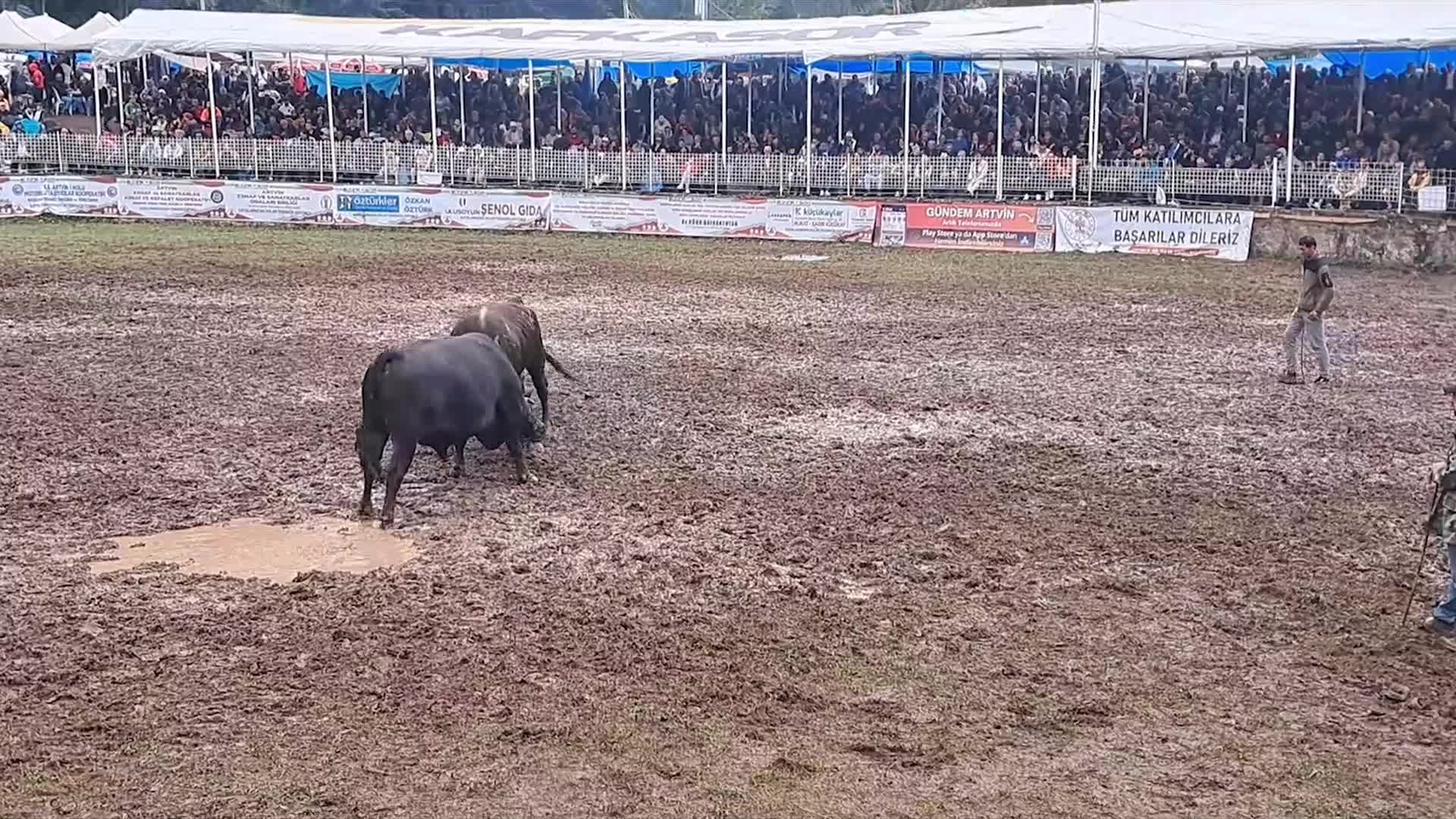 42. ARTVİN KAFKASÖR BOĞA GÜREŞLERİ FESTİVALİ YAĞMURA RAĞMEN YAPILDI