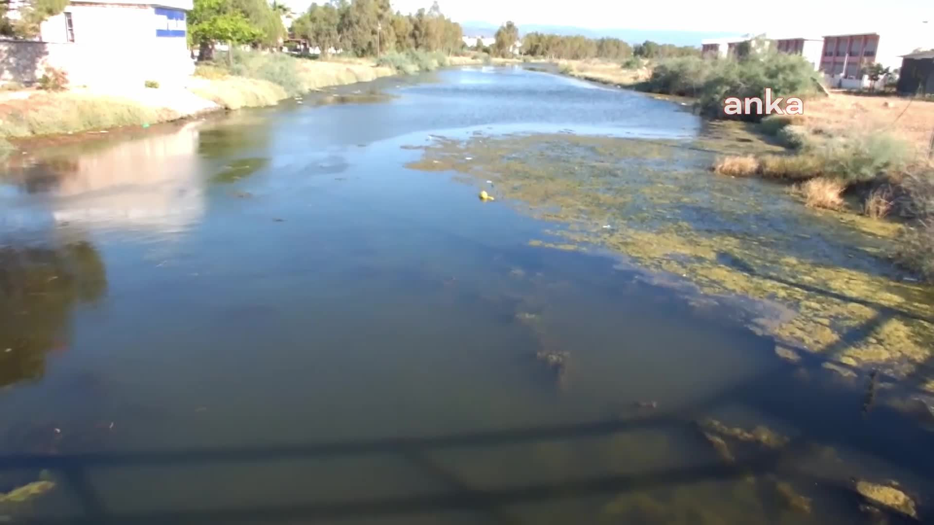 BALIKESİR BURHANİYE'DE DERELER KİRLENDİ, TOPLU BALIK ÖLÜMLERİ BAŞLADI