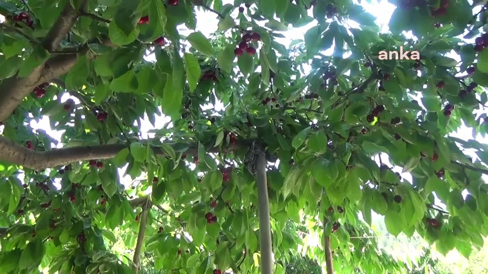 AVRUPA'YA İHRAÇ EDİLEN ANDIRIN KİRAZI DALINDA KALDI, KİRAZ ÜRETİCİLERİ AĞAÇLARINI KESİYOR