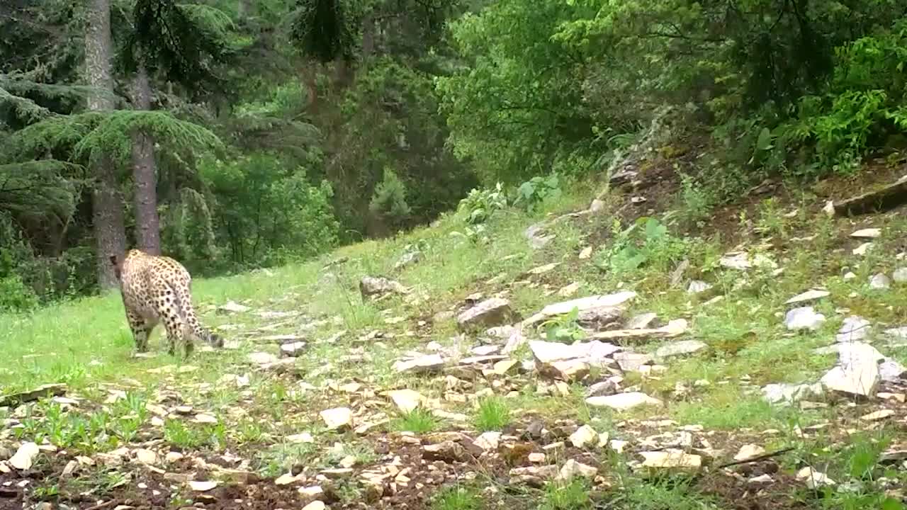 MİLLİ PARKLAR, ANADOLU PARSI'NI AVLAYANLARA VERİLECEK CEZAYI "1 MİLYON 200 BİN TL" OLARAK BELİRLEDİ... ESKİ MİLLİ PARKLAR GENEL MÜDÜRÜ ÖZKARA, "VARSA BİLE O TÜRÜ KAYBETMİŞ OLACAĞIZ. PARANIN DA HİÇBİR DEĞERİ OLMAYACAK"