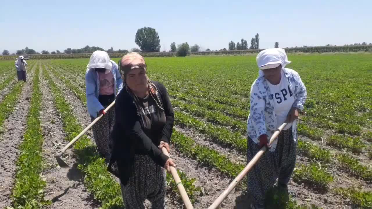 60 YAŞINDAKİ KADİRLİLİ TARIM İŞÇİSİ: "BEN BÖYLE SICAĞIN ALNINDA ÇALIŞIYORUM. 300 LİRA PARA ALIYORUZ, YETMİYOR"