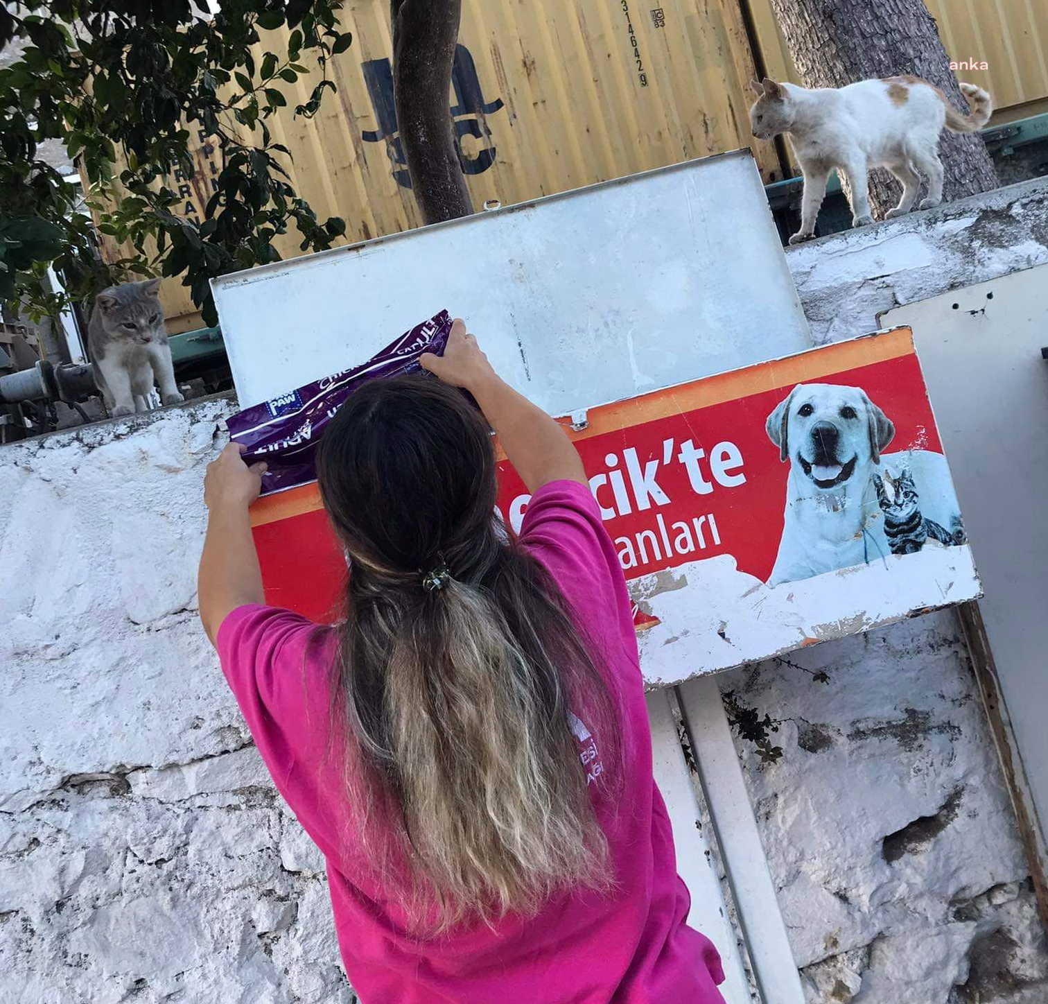GERMENCİK BELEDİYESİ YAZ SICAĞINDA CAN DOSTLAR İÇİN SEFERBER OLDU
