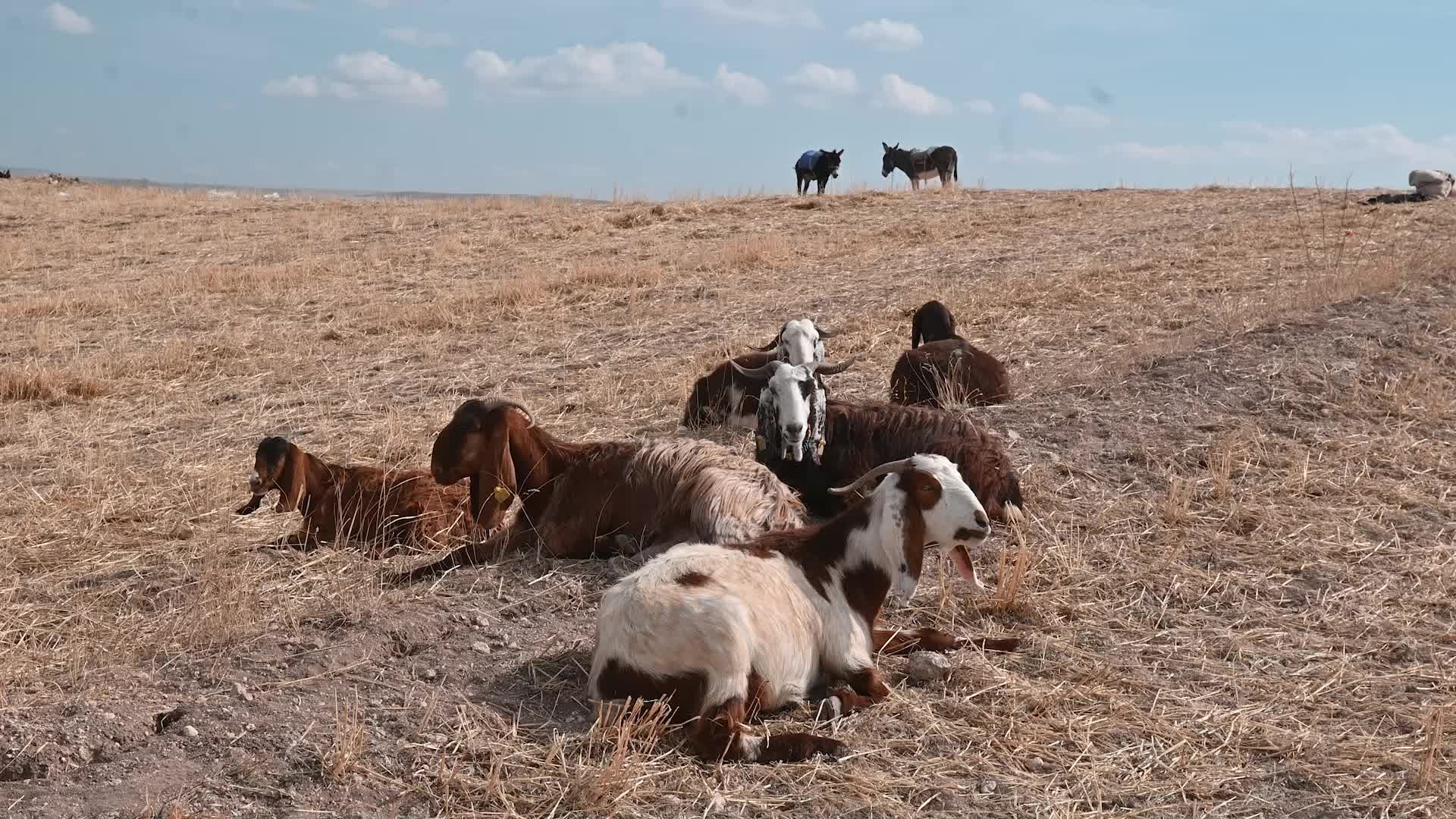 YOZGAT’TA ÇOBANLAR, EŞYALARINI TAŞIMAK İÇİN EŞEK BULMAKTA ZORLANIYOR