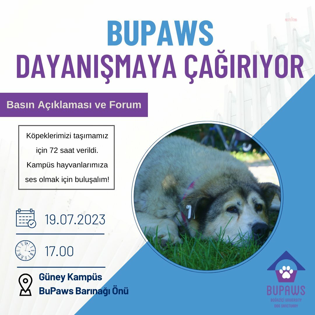 BUPAWS’TAN DAYANIŞMA ÇAĞRISI: “BOĞAZİÇİ ÜNİVERSİTESİ YÖNETİMİNİN YUVALARINDAN ATMAYA ÇALIŞTIĞI 42 KÖPEĞE SES OLALIM”