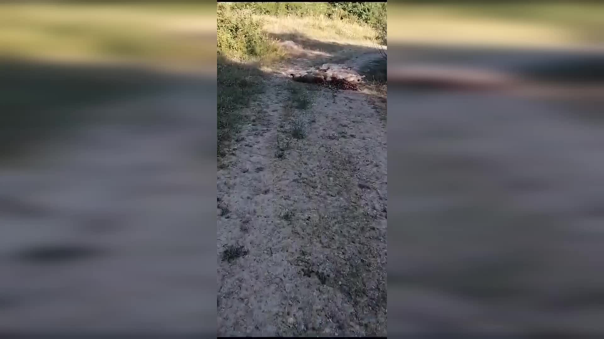 BOLU’DA 6 KÖPEK ZEHİRLENEREK ÖLDÜRÜLDÜ
