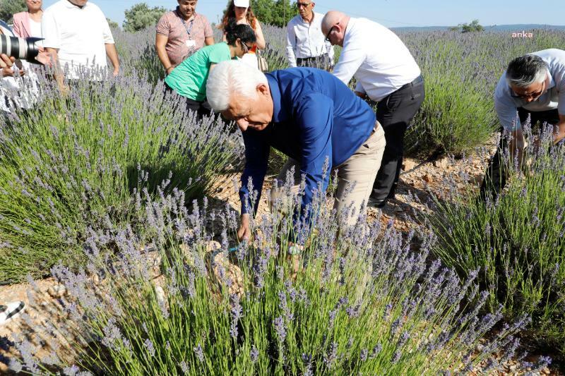 MUĞLA BÜYÜKŞEHİR'İN LAVANTA ŞENLİĞİ’NE VATANDAŞLARDAN YOĞUN İLGİ