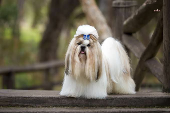 UZUN TÜYLÜ VE EN TATLI SÜS KÖPEĞİ SHİH TZU HAKKINDA BİLİNMESİ GEREKENLER