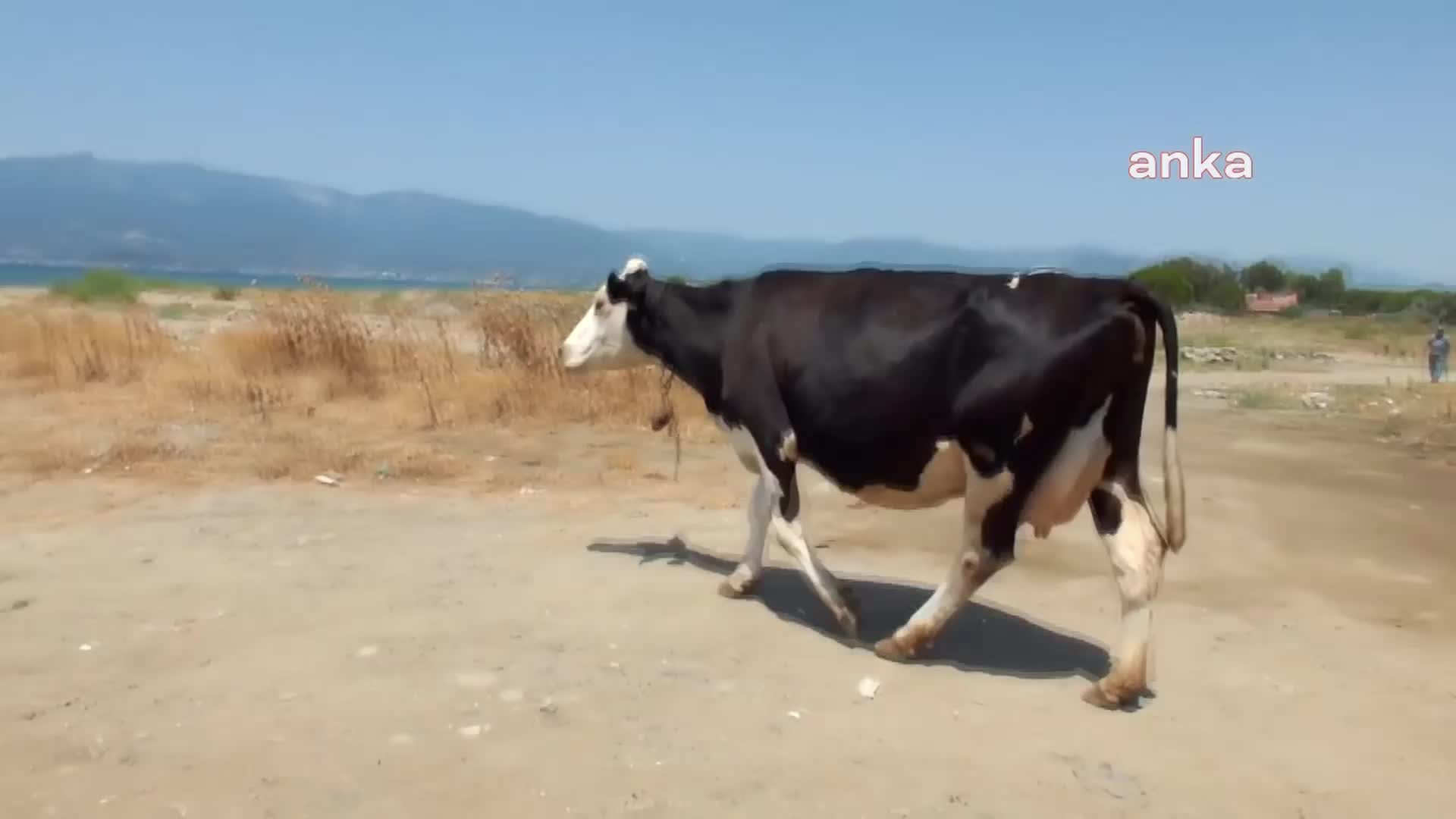 BURHANİYE'DE SICAKLARDAN BUNALAN İNEKLER, DENİZE GİREREK SERİNLİYOR