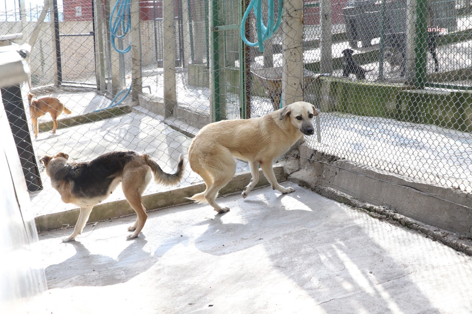 KARŞIYAKA’NIN AMPUTE KÖPEKLERİ EMİN ELLERDE