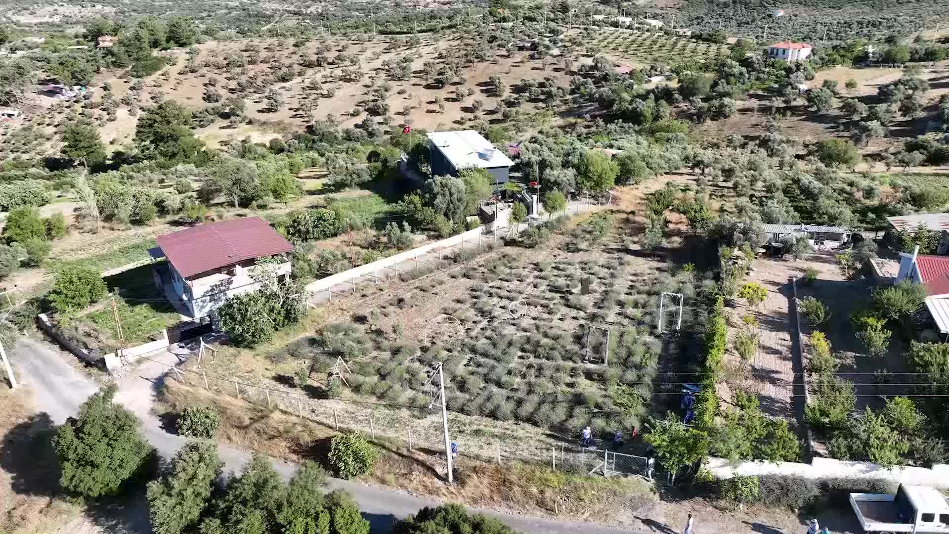 İZMİR'DE İMECE USULÜ LAVANTA HASADI