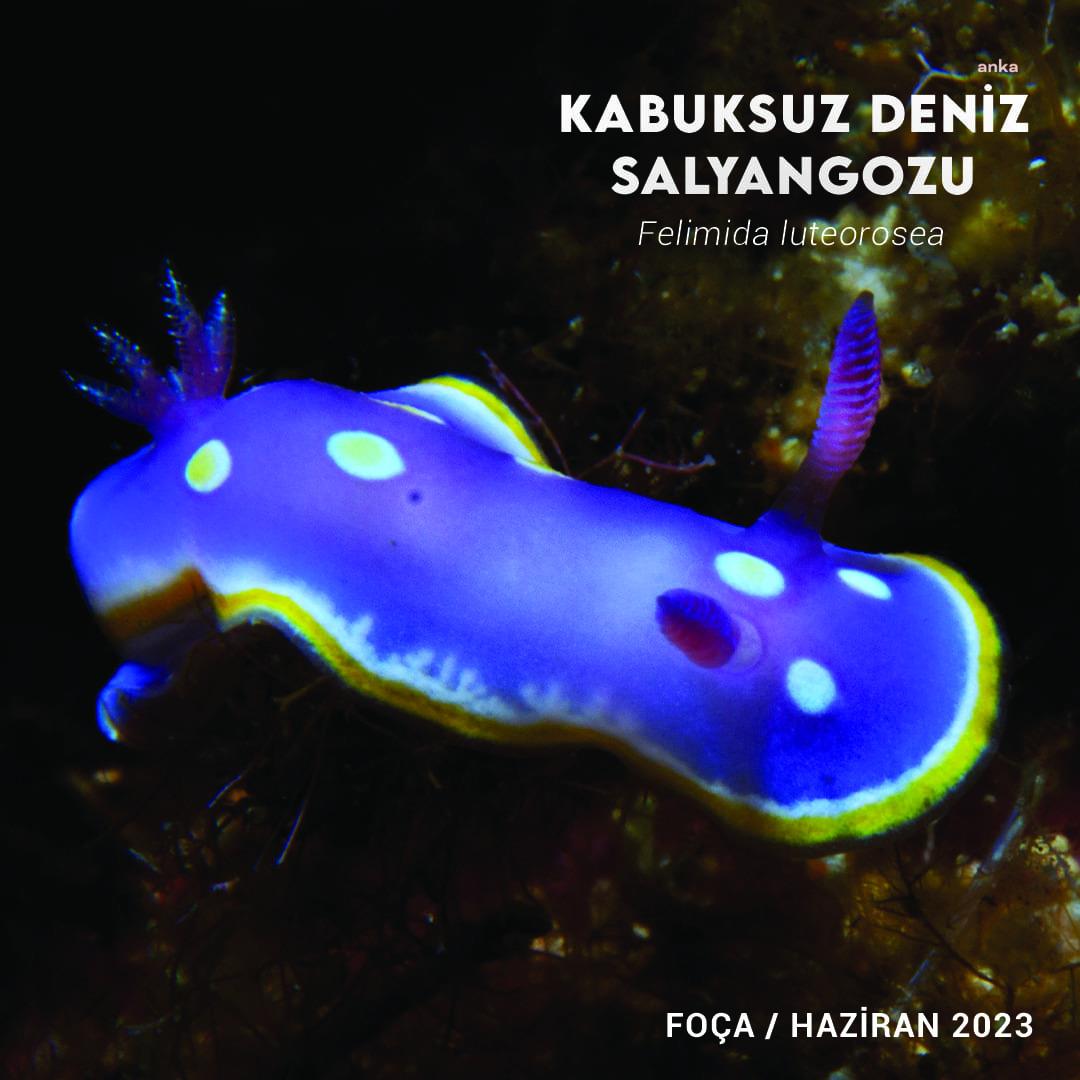 İZMİR KÖRFEZİ’NDE BİYOLOJİK ÇEŞİTLİLİK İZLEME ÇALIŞMALARI BAŞLIYOR