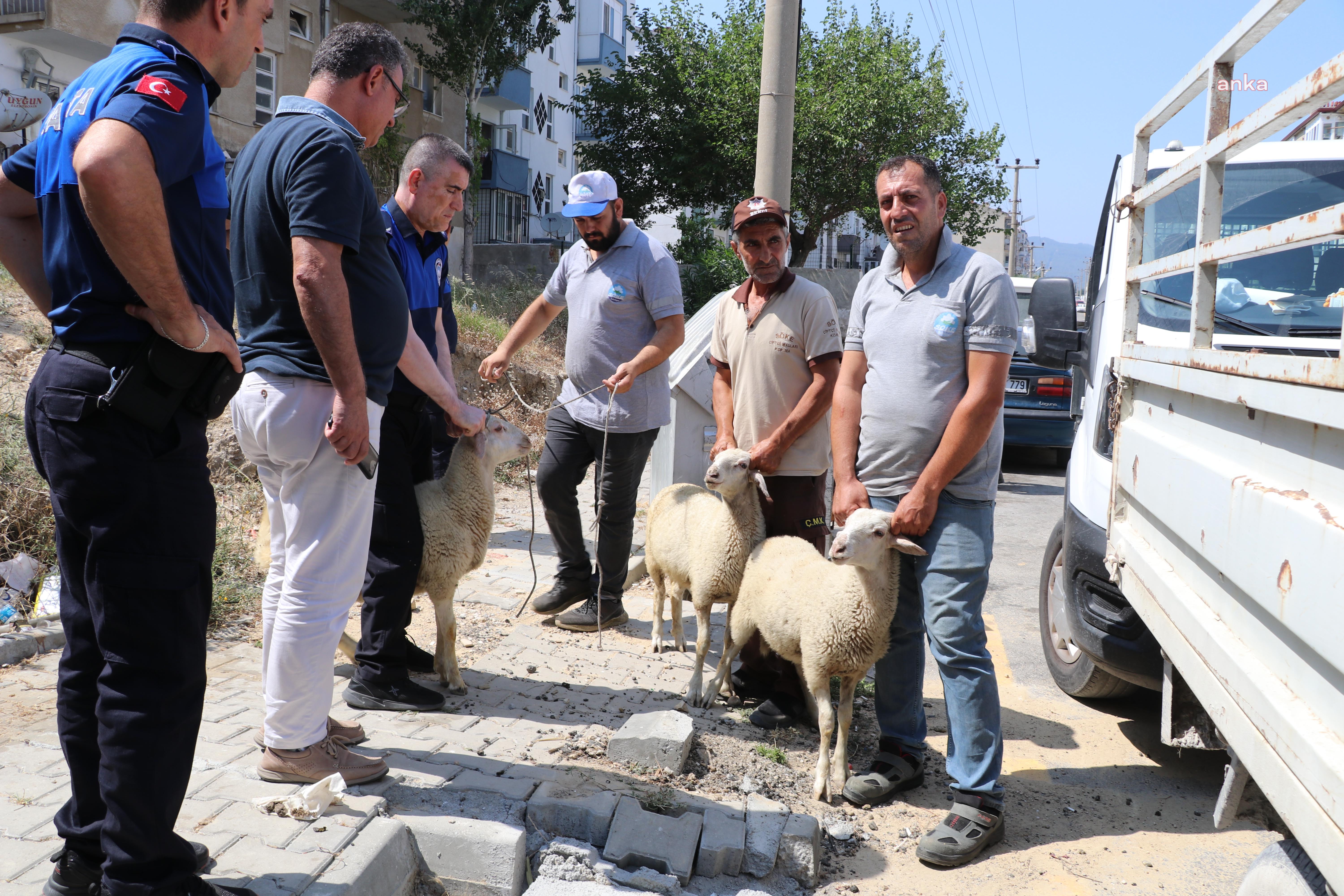 SÖKE‘DE BAŞIBOŞ GEZEN KÜÇÜKBAŞ HAYVANLAR TOPLATILIYOR