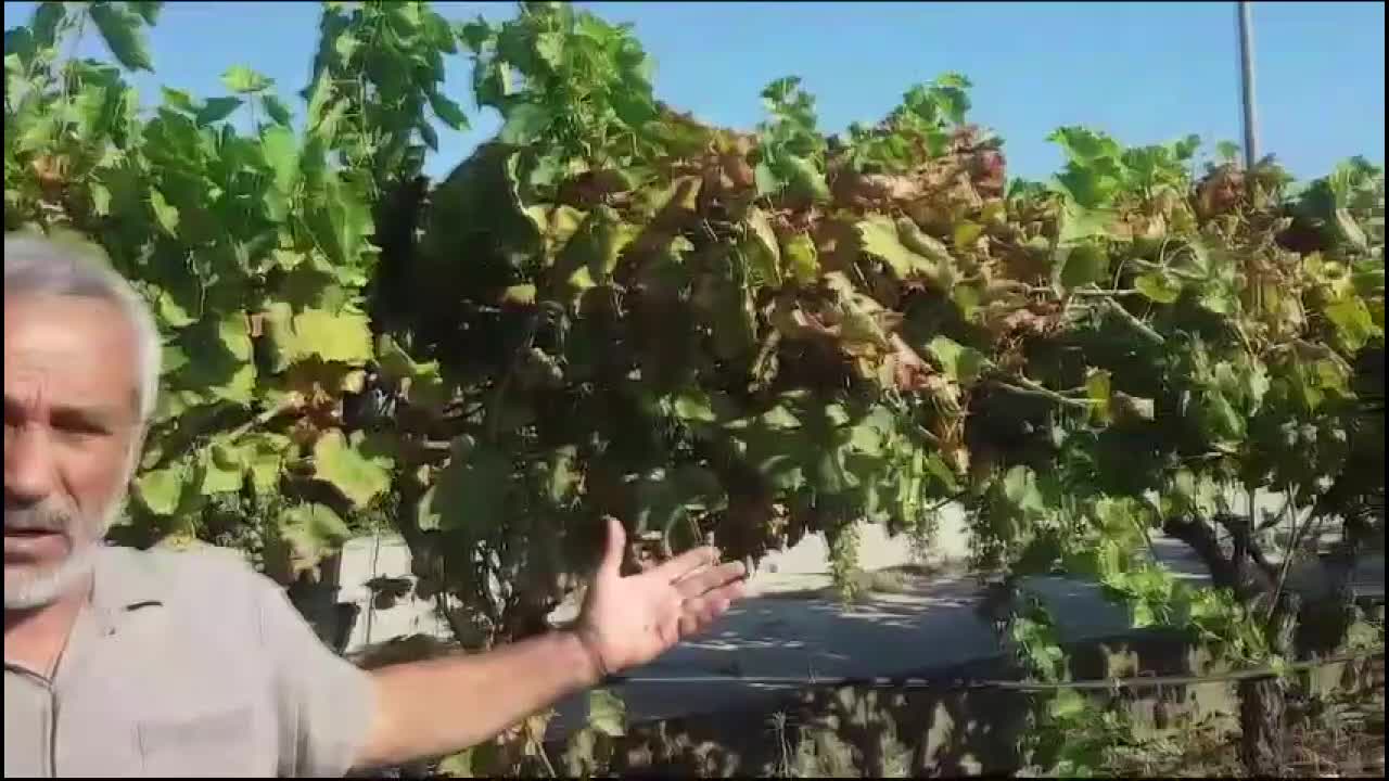 ÜZÜM ÜRETİMİNDE İLK SIRADA GELEN MANİSA'DA ÜZÜM BAĞLARI İKLİM KRİZİNDEN ETKİLENDİ... "BAĞCILIĞIN ANAVATANINDA ÜZÜM ÜRETİLEMEZ HALE GELECEK"