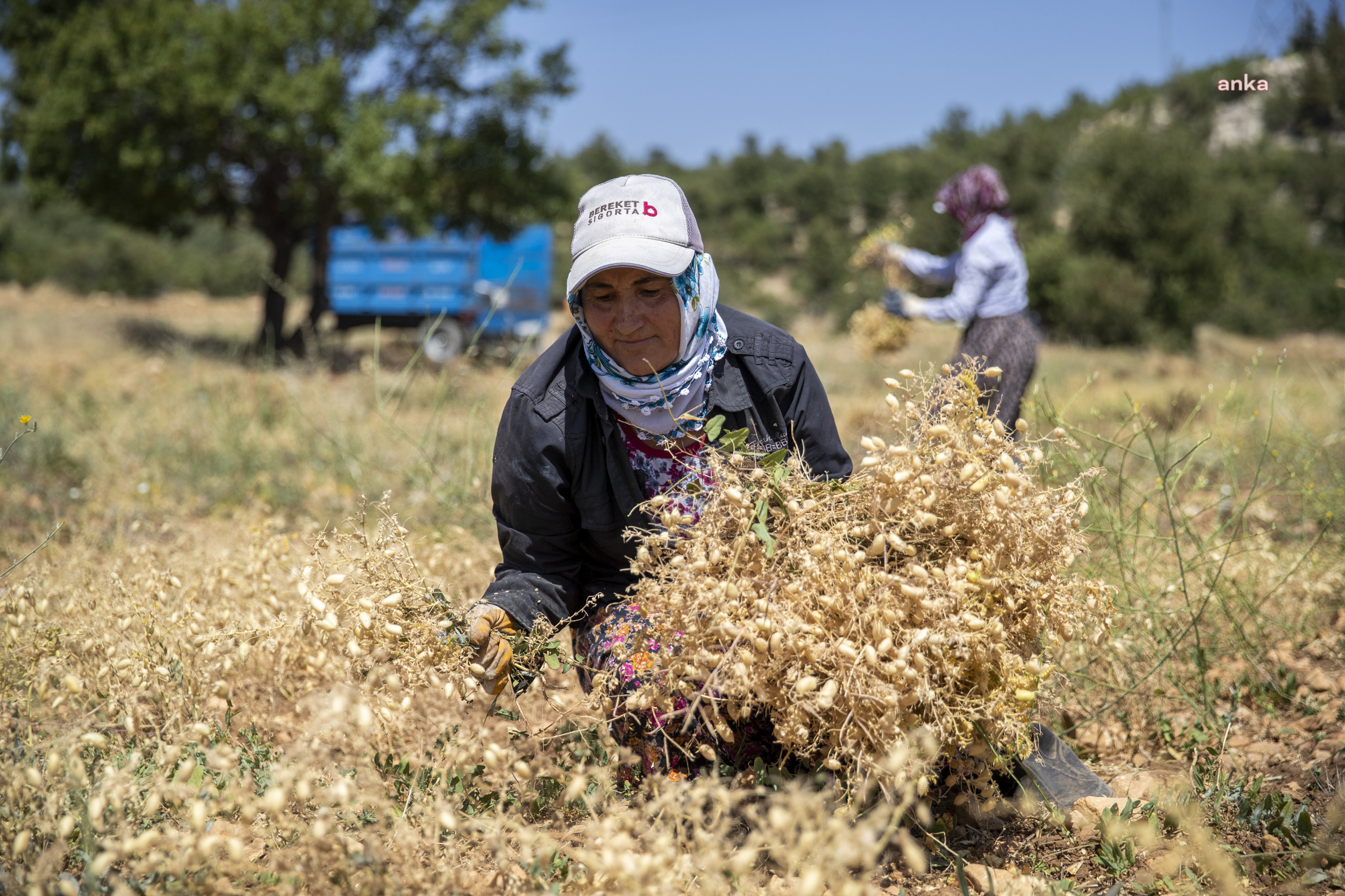 MERSİN BÜYÜKŞEHİR’İN TARIMSAL DESTEKLERİ ÜRETİCİNİN YÜZÜNÜ GÜLDÜRÜYOR