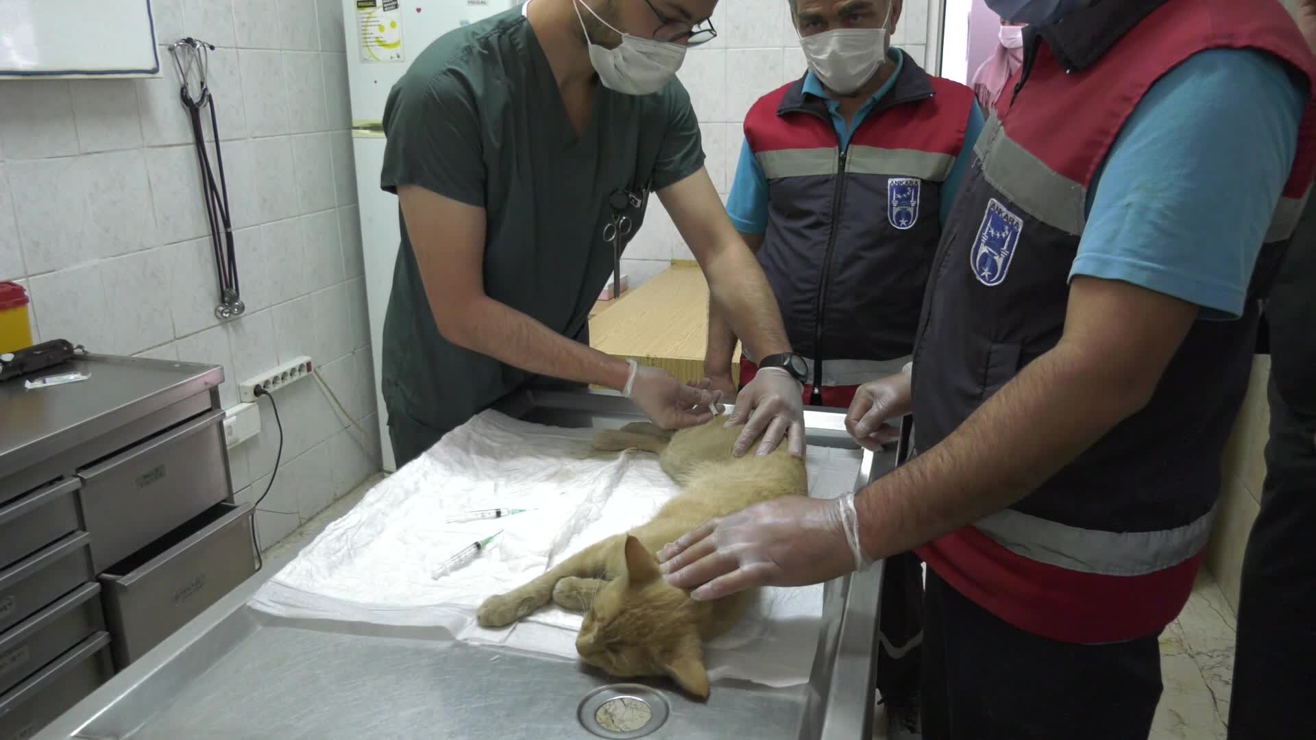 ANKARA'DA TÜM KEDİ VE KÖPEKLERE ÜCRETSİZ KUDUZ AŞISI
