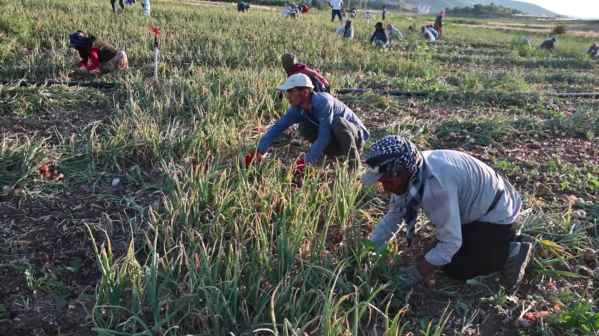 YOZGAT’TA SOĞAN HASADI BAŞLADI... TARLADA 5, MARKETTE 15 LİRA...