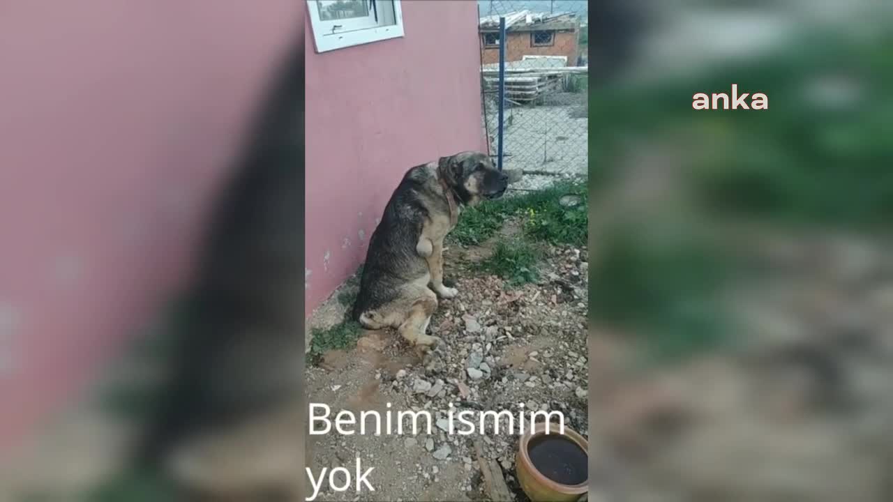 AYDIN KARACASU'DA YAŞAYAN EMEKLİ ÖĞRETMEN DÖNERTAŞ, BARINAKTAKİ KANGAL CİNSİ KÖPEĞİN ÖLDÜRÜLDÜĞÜNÜ İDDİA ETTİ