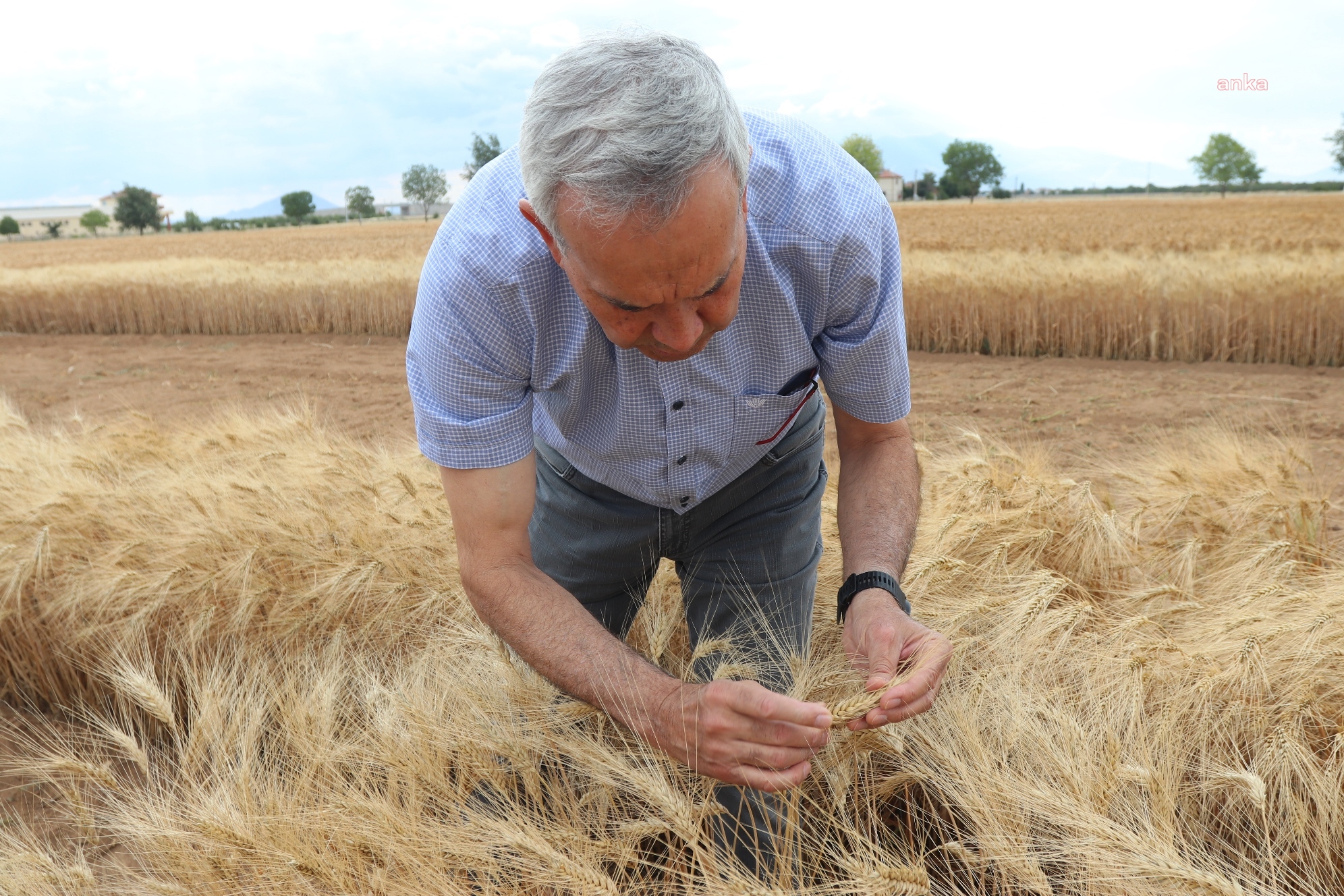 BULGUR ÜRETİMİNİN GELECEĞİNE ATA TOHUMU AHMET BUĞDAYI DAMGA VURACAK