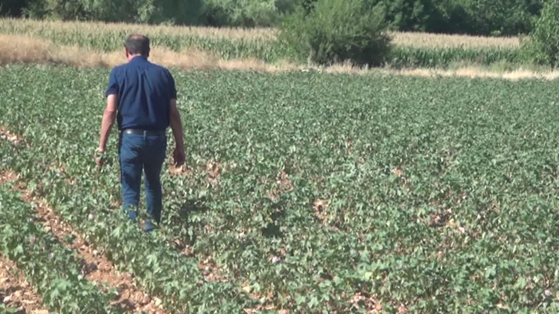 ADIYAMAN’DA ÇİFTÇİ İLE KOOPERATİF ARASINDA SU TARTIŞMASI. ÇİFTÇİ, 'BORCUMU ÖDEMEME RAĞMEN SUYUMU KESTİLER' DEDİ; KOOPERATİF BAŞKANI 'BORCUNU ÖDESE MAKBUZU ALMIŞTIR" YANITINI VERDİ