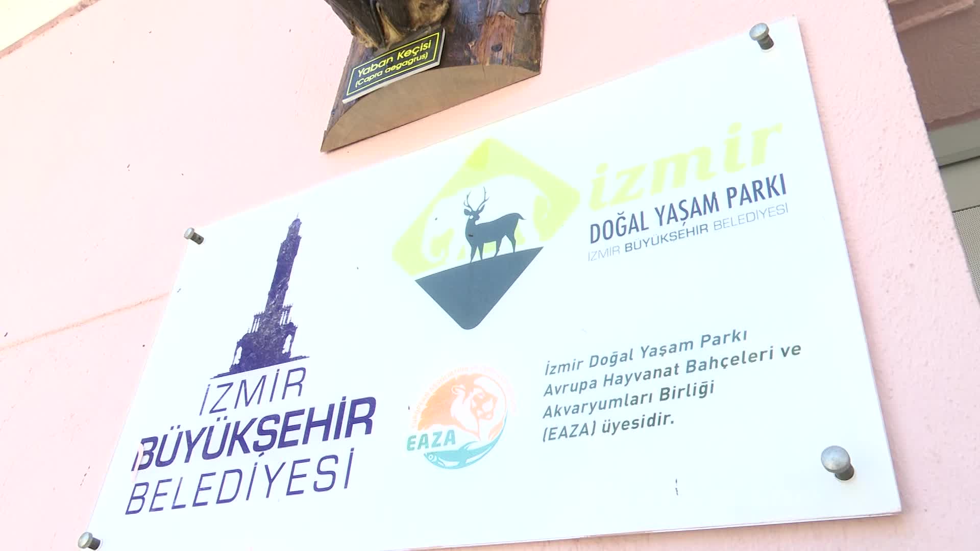 İZMİR’İN UNUTULMAZ FİLİ PAK BAHADIR'IN İSKELETİ ZİYARETE AÇILDI