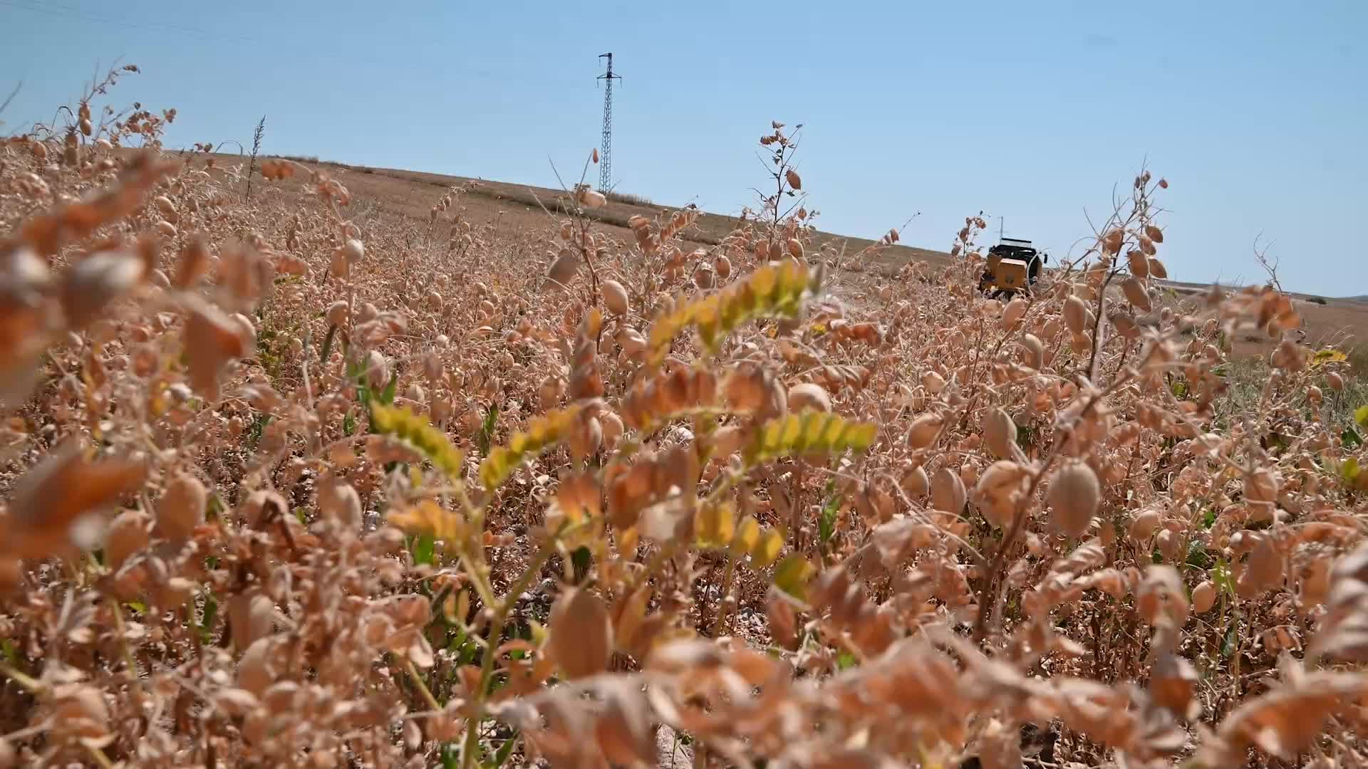 YOZGAT’TA NOHUT ÜRETİMİNDE BU YIL VERİM DÜŞTÜ