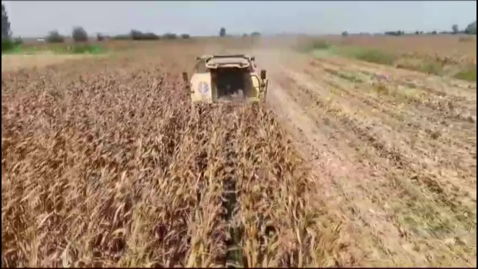MISIR HASADI YAPAN KADİRLİLİ ÇİFTÇİ: “BİZ BİTMİŞİZ, ÇİFTÇİ BİTTİ, SON SENESİ. ÇOCUK EVDE AÇ, SUSUZ. TAŞ MI YESİN?"