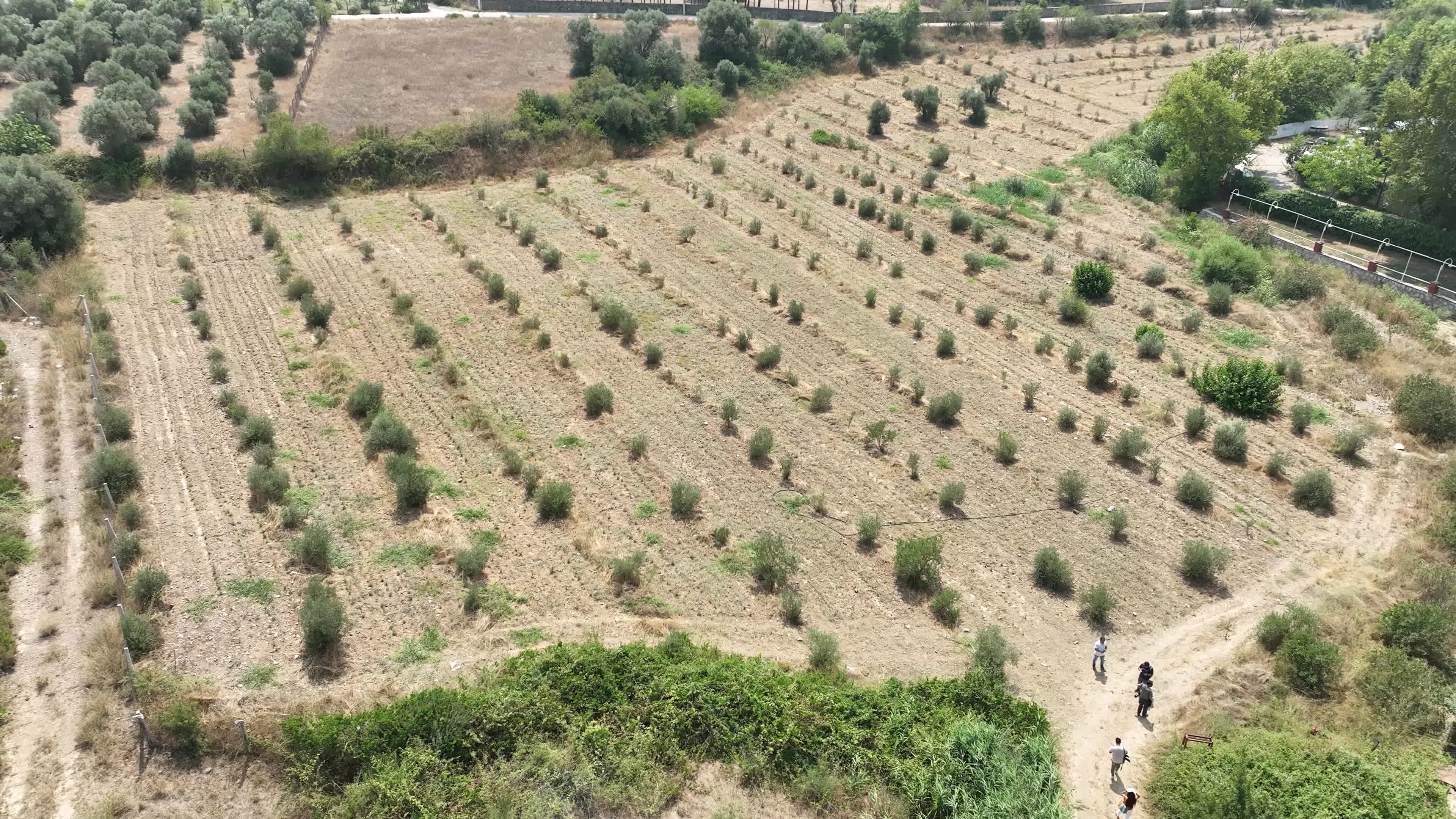 BUCA BELEDİYESİ TIBBİ ADAÇAYI İHRAÇ EDECEK
