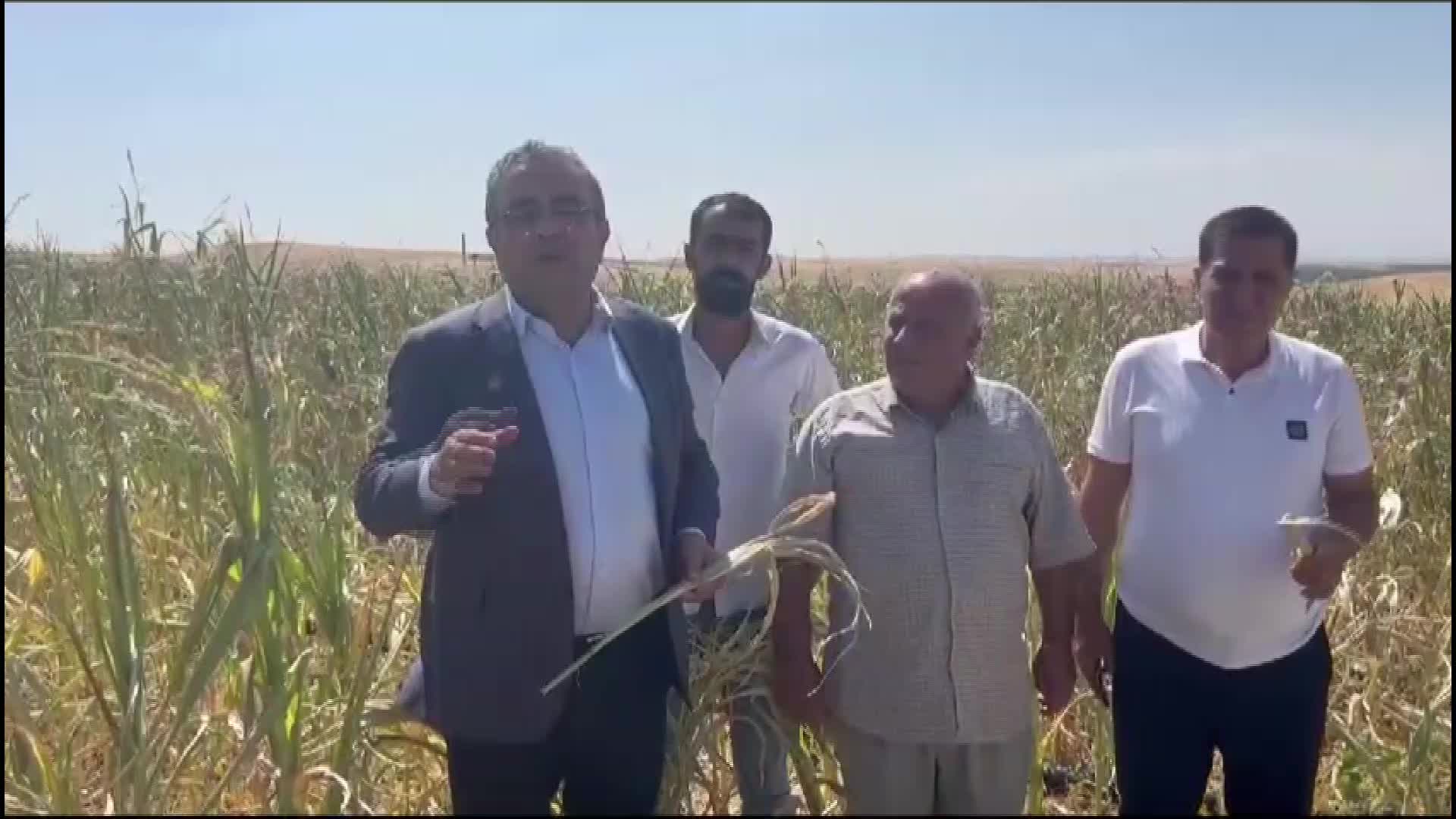 DİYARBAKIRLI ÇİFTÇİ: "DEDAŞ ELEKTRİĞİMİZİ KESTİ. 90 DÖNÜM MISIR KOMPLE KURUDU GİTTİ"