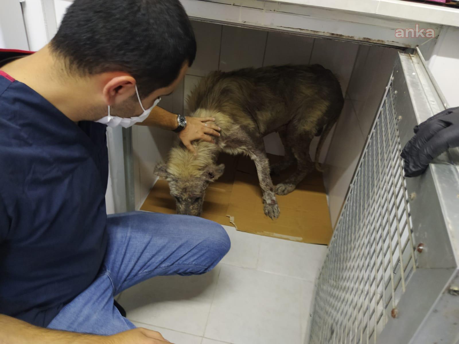 İZMİT BELEDİYESİ VETERİNERLERİ HASTA KÖPEĞİN YARDIMINA KOŞTU