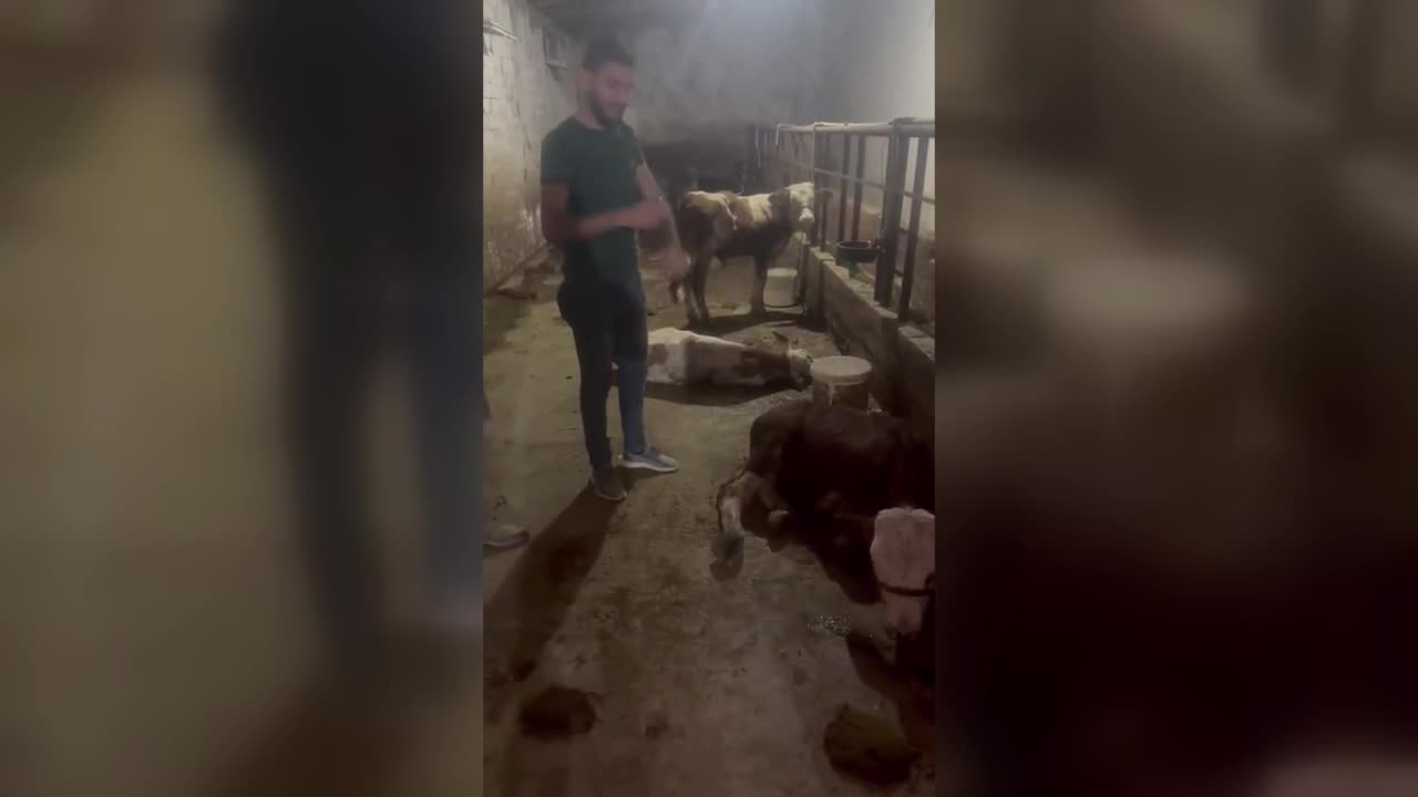 DEPREM BÖLGELERİNDE ŞAP HASTALIĞI TEKRAR GÖRÜLMEYE BAŞLADI… YURTTAŞLAR, TARIM BAKANI'NA SESLENDİ: "ELBİSTAN’IN KÖYLERİNDE MİLLETİN HAYVANI KALMADI. YARDIMCI OLUN"
