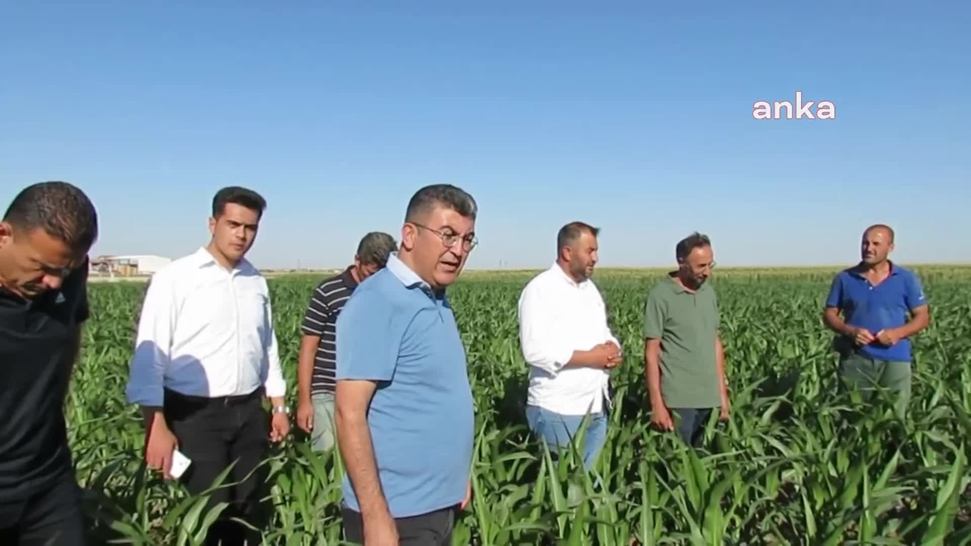 KONYALI ÇİFTÇİLER, MISIR ALIM FİYATINA TEPKİ GÖSTERDİ: "ÇİFTÇİNİN ÜRÜNÜ 2 SENEDİR PARA ETMİYOR. SIKINTI BÜYÜK, ZARARA GİRİYORUZ, BATACAĞIZ"