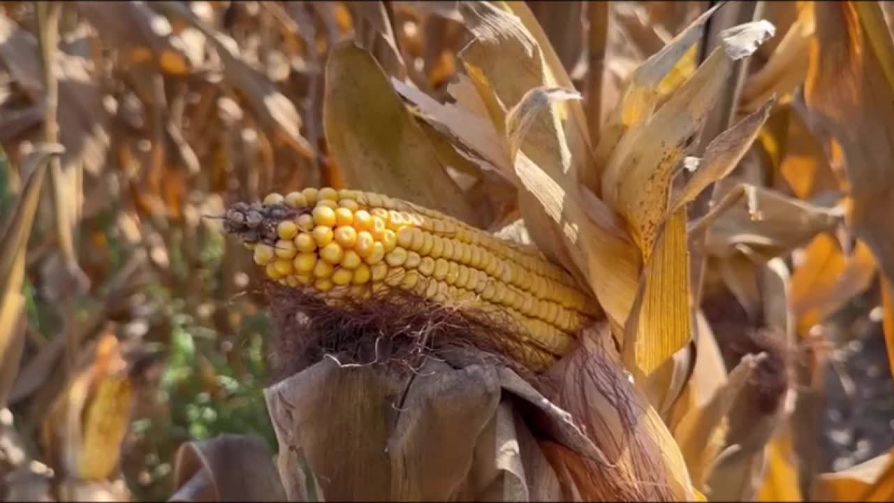 MISIRDA PRİM DESTEĞİ 5 YILDIR DEĞİŞMİYOR... “ÇİFTÇİNİN EVRAK MALİYETİ DESTEKLERİ KARŞILAMIYOR”