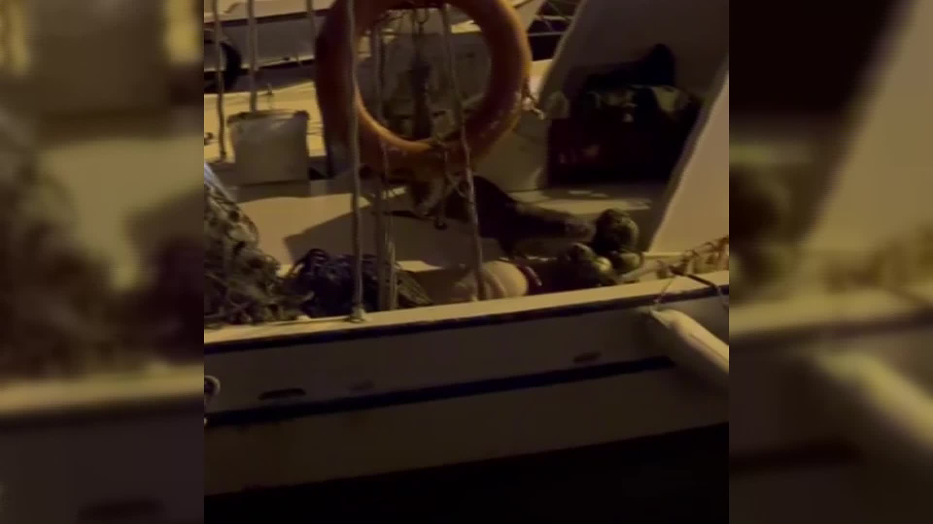 NESLİ TÜKENMEKTE OLAN SU SAMURU, SİNOP’TA BALIK ARARKEN GÖRÜNTÜLENDİ
