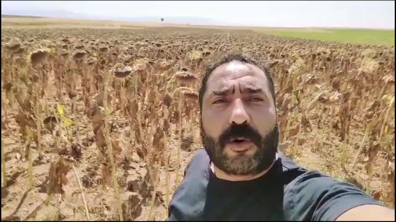 ÇİFTÇİLER, KAZANAMAMAKTAN  ŞİKAYETÇİ... KONYALI ÇİFTÇİ: "BİRİLERİNİN PARASI KUR KORUMALI İLE DÖVİZ KARŞISINDA KORUNUYORSA, BENİM ÜRETTİĞİM MISIR, AYÇİÇEĞİ, ŞEKER PANCARI KUR KARŞISINDA NEDEN KORUNMUYOR"