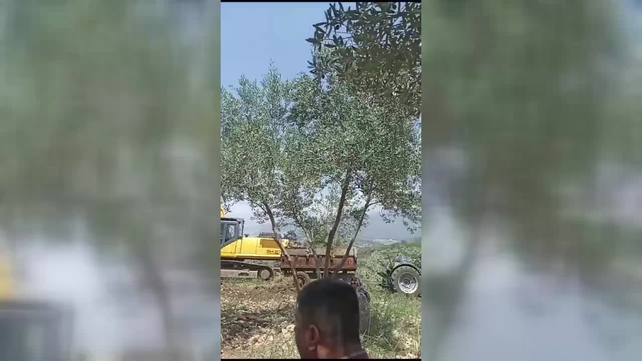 İSKENDERUN'DA DEPREMZEDELERE YAPILACAK KONUTLAR İÇİN ZEYTİN AĞAÇLARI DALINDAKİ MAHSULLE BİRLİKTE KESİLDİ