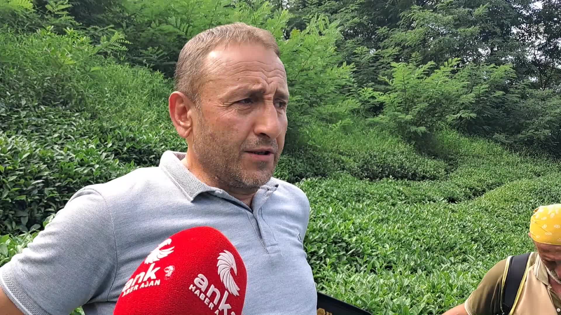 HOPA ZİRAAT ODASI BAŞKANI MUTİ: “ÇAYKUR’UN PLANLAMA HATASI NEDENİYLE SEZON GEÇ AÇILINCA ÇAY TARLADA KARTLAŞTI. BU, TARLADA, FABRİKADA KİLO KAYBI DEMEKTİR”