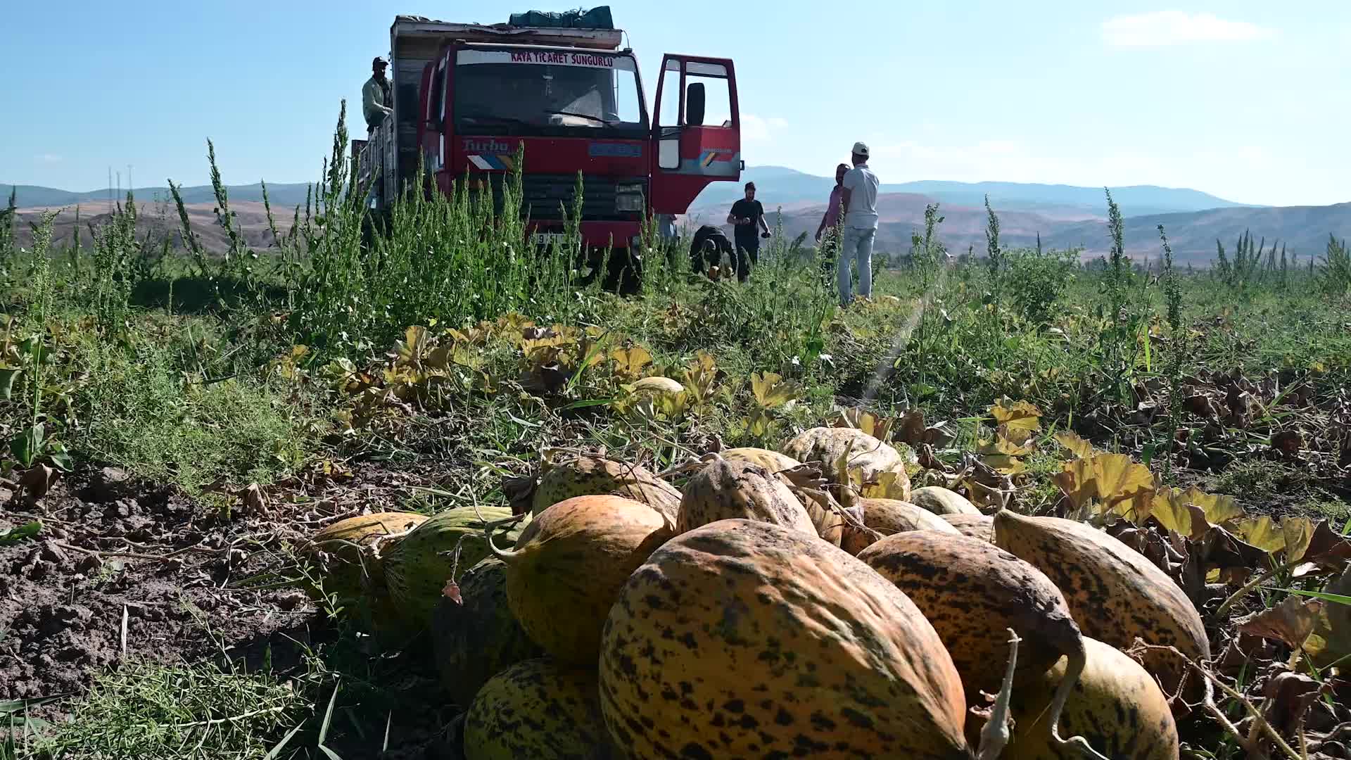 YOZGAT’TA KAVUN-KARPUZ HASADI DEVAM EDİYOR. BÖLGE ÇİFTÇİSİ, GİRDİ MALİYETLERİNDEN ŞİKAYETÇİ