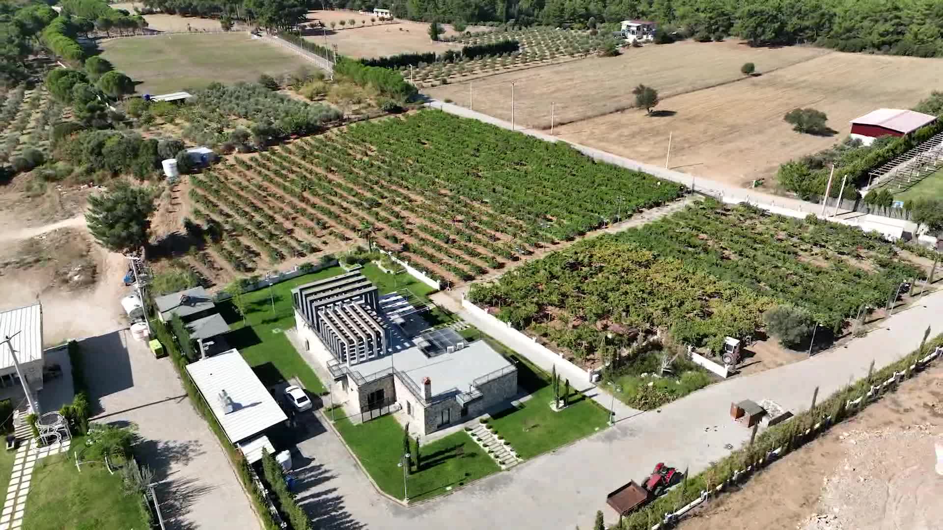 BUCA’DA BAĞ BOZUMU ZAMANI