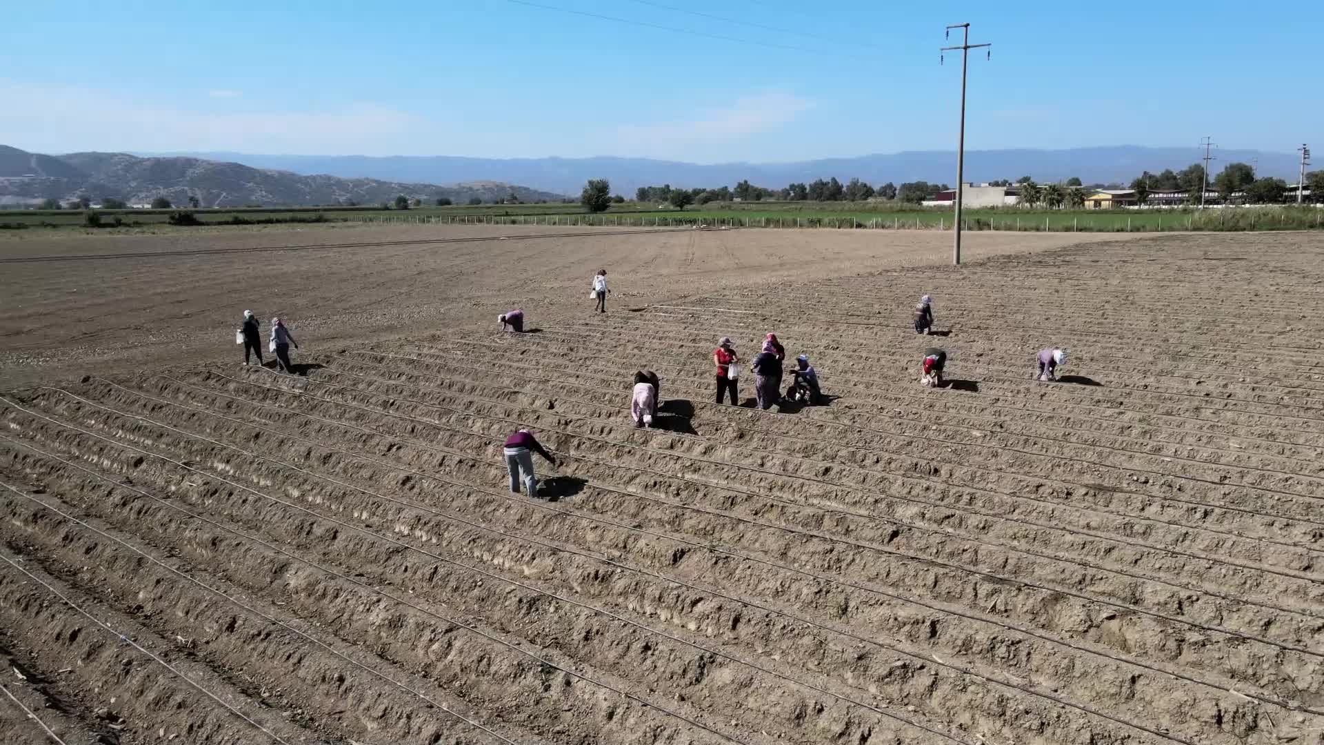 EFELER BELEDİYESİ’NDEN 4 FUTBOL SAHASI BÜYÜKLÜĞÜNDEKİ ARAZİDE ŞEVKETİBOSTAN ÜRETİMİ